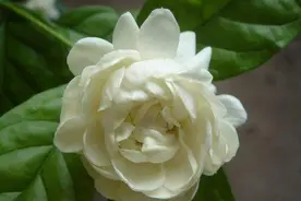 茉莉花中的重瓣花，名叫虎头茉莉，天冷需要做好保温工作图片