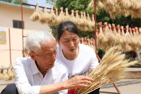 超级小麦武农981：国审产量构成超过1500斤，适合河南种植图片