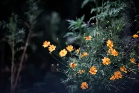 孤而不独，一个人就是一个世界图片