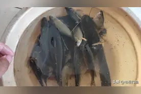 钓鲫鱼时放口，钓顿，换钩这三种增加双尾率方法的优劣及应用思路图片