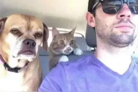 对面开来一辆卡车，狗和猫不同的反应太搞笑了，狗：生死已看淡图片
