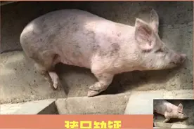 养猪场实际生产中，猪只腿瘸的现象很常见，是不是真的缺钙了？图片