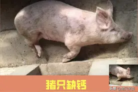 养猪场实际生产中，猪只腿瘸的现象很常见，是不是真的缺钙了？图片
