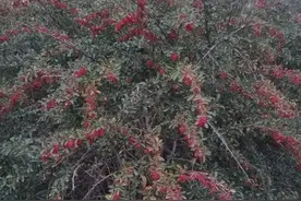 大山里的宝贝，你们那里有吗？图片