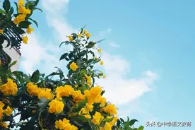 七年级语文下册第16课：《伟大的悲剧》同步巩固练习试题图片