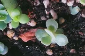 多肉植物怎么繁殖，扦插/分株/播种/嫁接图片