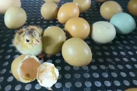 一只小鸡的破壳而生图片