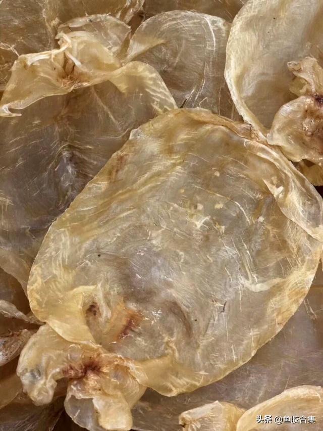 越南白花胶功效及图片 2026年越南白花胶的功效与作用