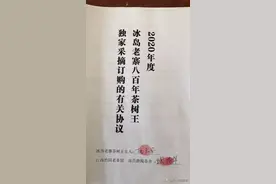 起底99万冰岛老寨“茶树王”图片