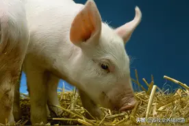 养猪饮水有窍门，给猪提供充足饮用水要注意什么？图片