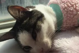 猫鼻支，被我在家治好的！（详细治疗过程）图片