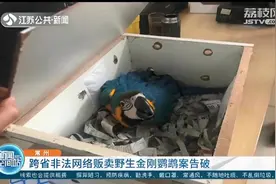 国保动物变成家庭宠物？常州警方破获非法贩卖野生金刚鹦鹉案图片