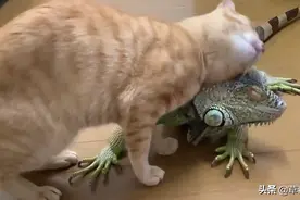 橘猫把蜥蜴当成猫抓板，一蹭就上瘾了，画面还挺和谐图片