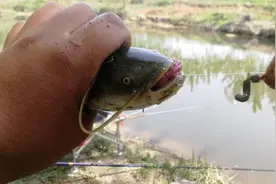 钓鲶鱼别再用猪肝打窝了，教你一招蚯蚓配散炮，诱鱼快钓得多图片