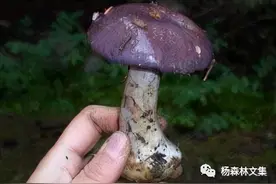 贺兰山蘑菇图片