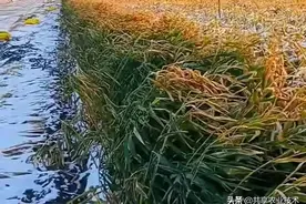 “立冬”一场寒潮，中雨加中雪，为2021年行唐大姜划上了句号图片