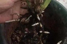 兰花栽种后的管理很关键，啥时候浇水，啥时候施肥，你都了解吗？图片