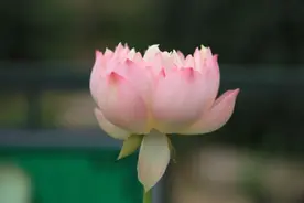 一个人真正的高贵：干净、读书、不贪婪图片