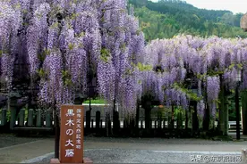 超可惜！为防游客聚集，日本超600年树龄的紫藤花被剪！图片