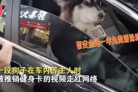 一个敢讲一个敢听！江苏一狗狗独自在车内，不料被中介推销健身卡图片
