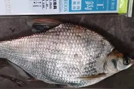 每逢夏季我必用这鳊鱼钓法，不吹不黑，二十年来从未失过手图片
