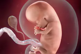 胎儿在子宫内是如何成长的？一组图告诉你，宝宝为了出生有多努力图片