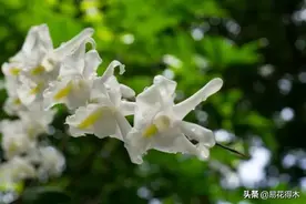 石斛鉴赏｜基肿组石斛我国有4种，哪一种被称为“香水石斛”？图片