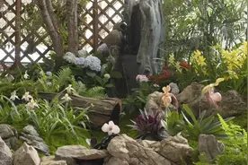 致富经：一株草要价上百万？兰花让我一夜暴富图片