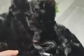 湖北男子将貂皮大衣放洗衣机洗，烘干之后傻眼，网友：当钥匙挂件图片