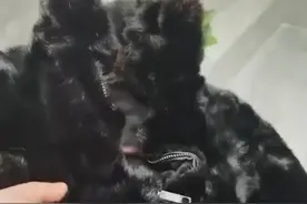 湖北男子将貂皮大衣放洗衣机洗，烘干之后傻眼，网友：当钥匙挂件图片