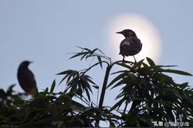 知青老代：一个女知青的心语，“老伴你好好睡吧，我永远陪着你”图片