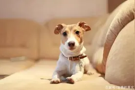人与狗争，还是人与人争图片