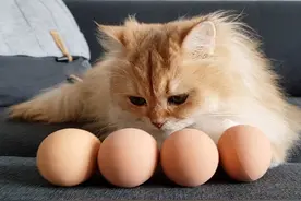 辟谣，猫咪吃生蛋清会影响维生素吸收？不，现实生活中很难发生图片