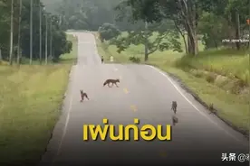 泰难得！泰国考艾国家公园现豹犬狐狸追逐赛图片