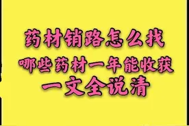 药材销路怎么找？那些药材亩收益过万且一年就能收获？一文说清图片