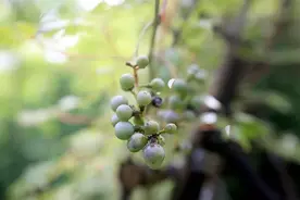 林草科普|野外仅存两株！百花山葡萄增补为国家一级保护植物图片