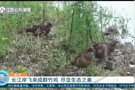 南京下关江边：十多只灰胸竹鸡觅食嬉戏图片