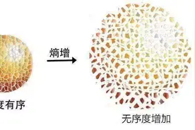 为什么没有进化出以人类为食的动物？或许因为人肉没营养，不好吃图片