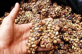 这3种“屎”是全世界最贵的，一般人买不起，网友：屎都吃不起图片