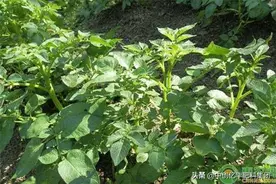 土豆种植四个生长期管理要点图片