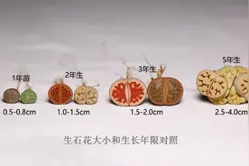 生石花多肉植物种植步骤示意图图片