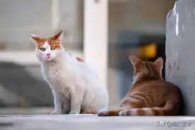 “车顶的猫脚印真脏！”，猫：我不脏，只是想取暖...图片