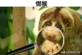 看起来很可爱，但实际却非常危险的10种不同动物图片