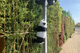 路边有熊猫！无锡这片围墙好美图片