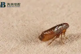 我怎么知道我家里是否有跳蚤？图片
