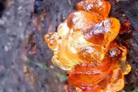 口香糖的前身是橡胶，不如学曹操洋气嚼植物口香糖图片