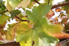 甜蜜蓝宝石葡萄木质化差、成花率低！怎么办？先看看人家怎么做的图片