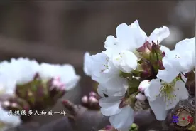 兰•微视┃最美人间四月天，车厘子花应约绽放！图片