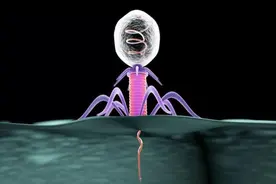 为什么噬菌体长得那么科幻？难道它们不是地球生物？图片