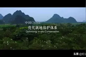 重磅微视频：万物生图片